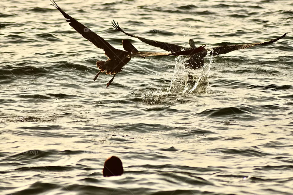 Pelicans in flight