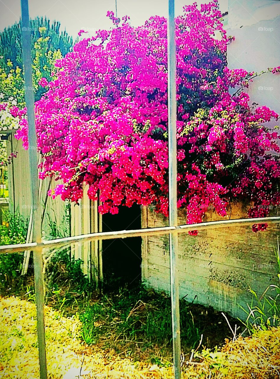 Bougainvillea tree