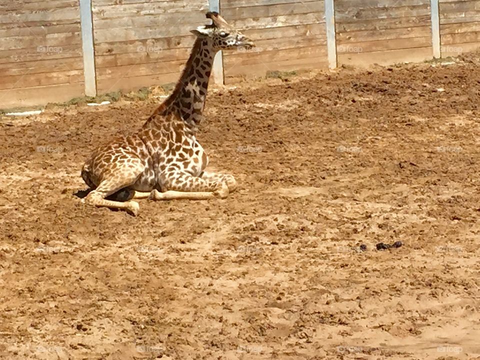 A small giraffe setting on the ground