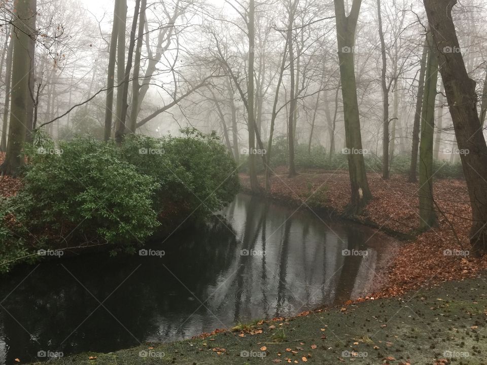 Fog in the park
