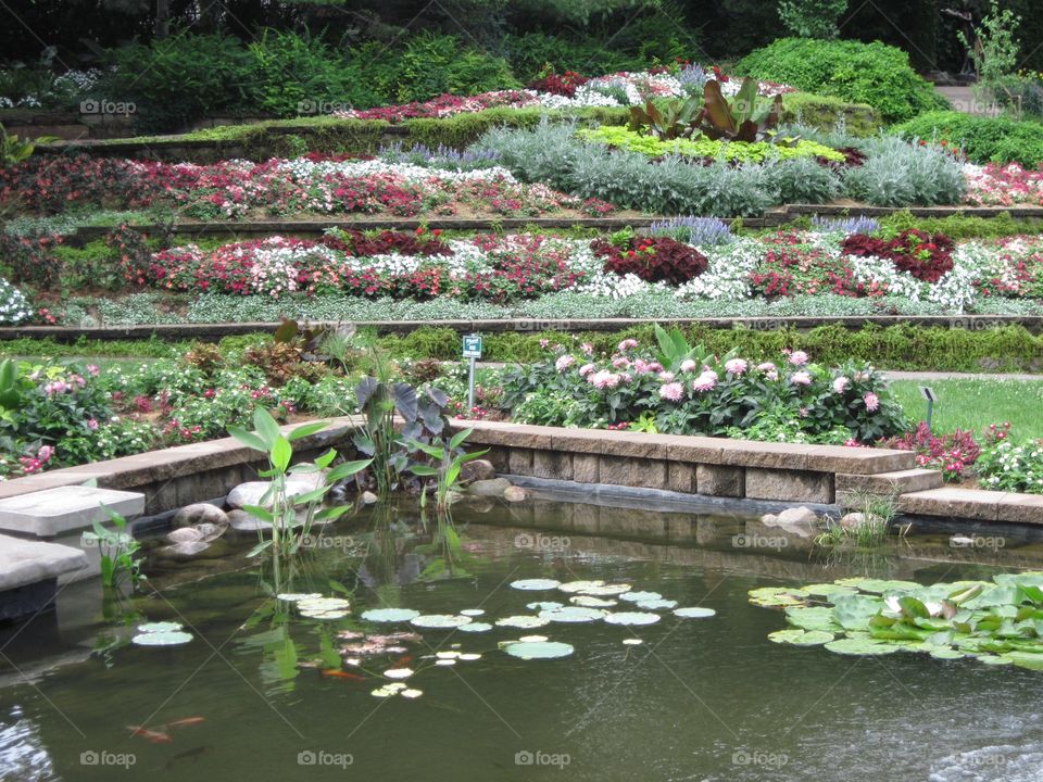 Flowers and Pond