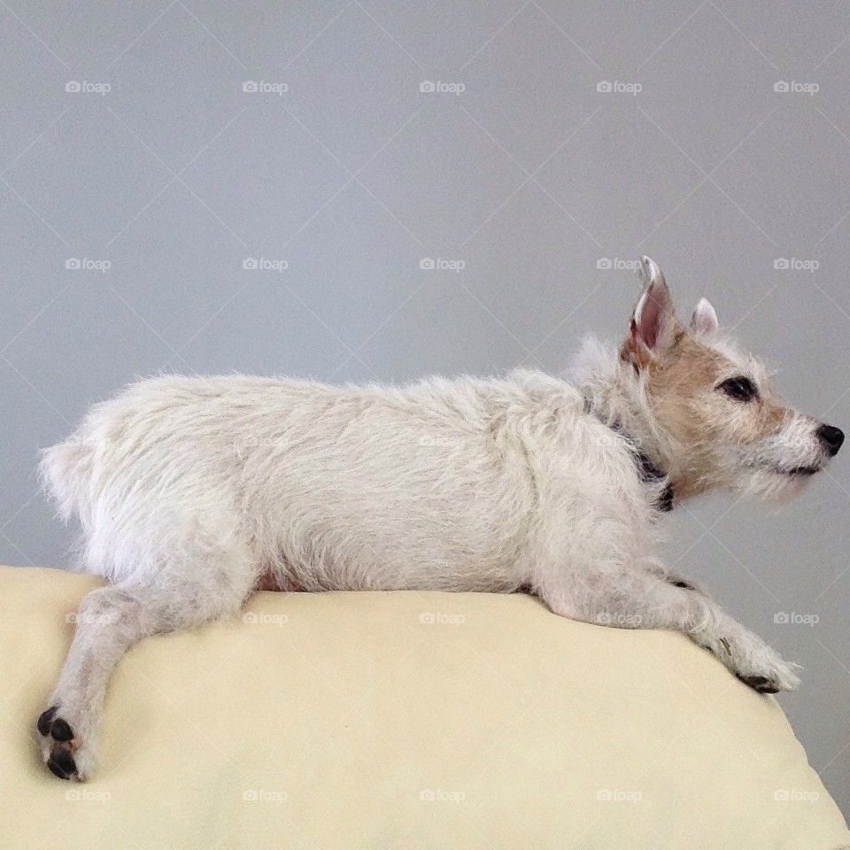 Jack Russell lounging on a couch
