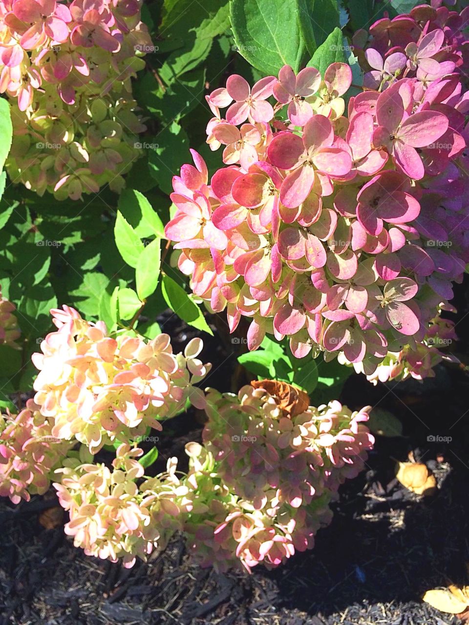 Pink hydrangeas 