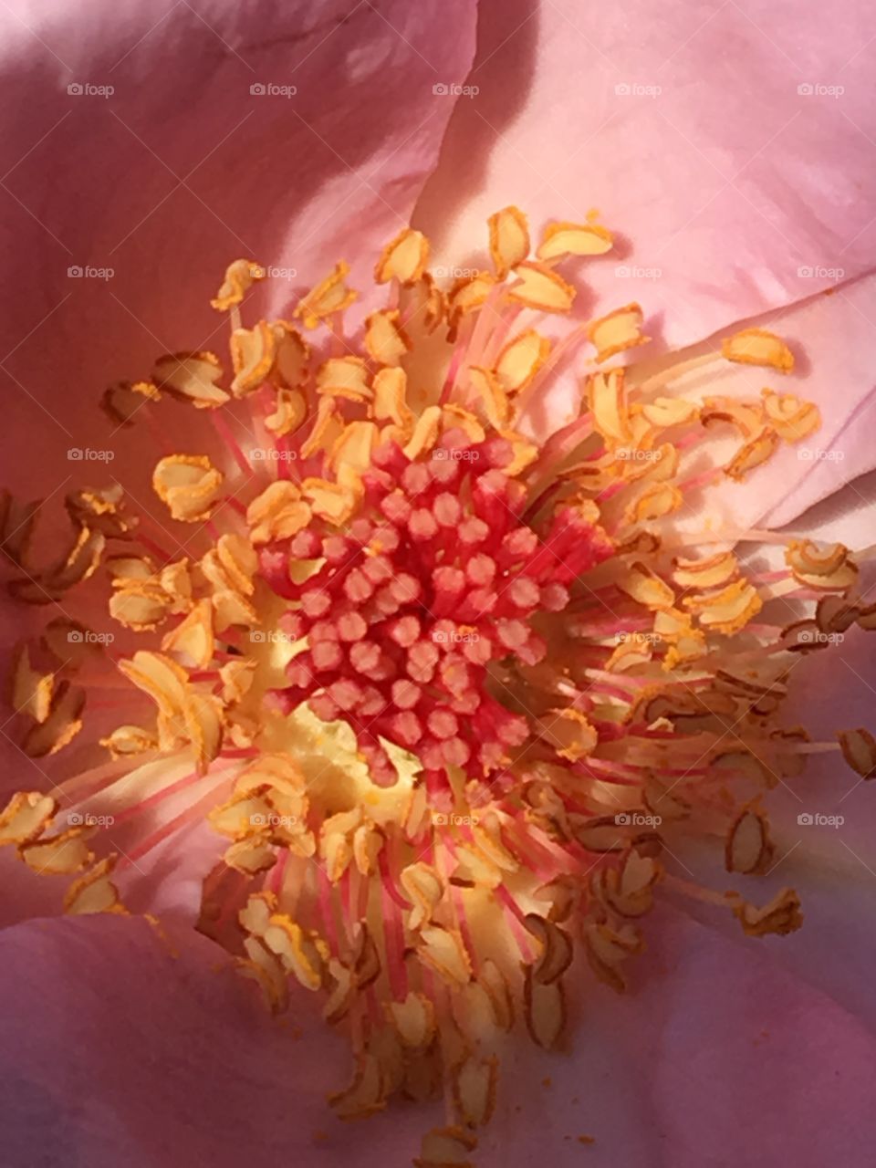 Inside a vintage mauve rose