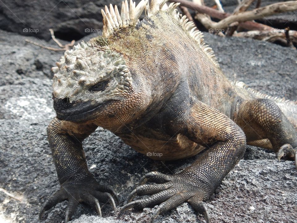 Chilling Iguana on the rocks 