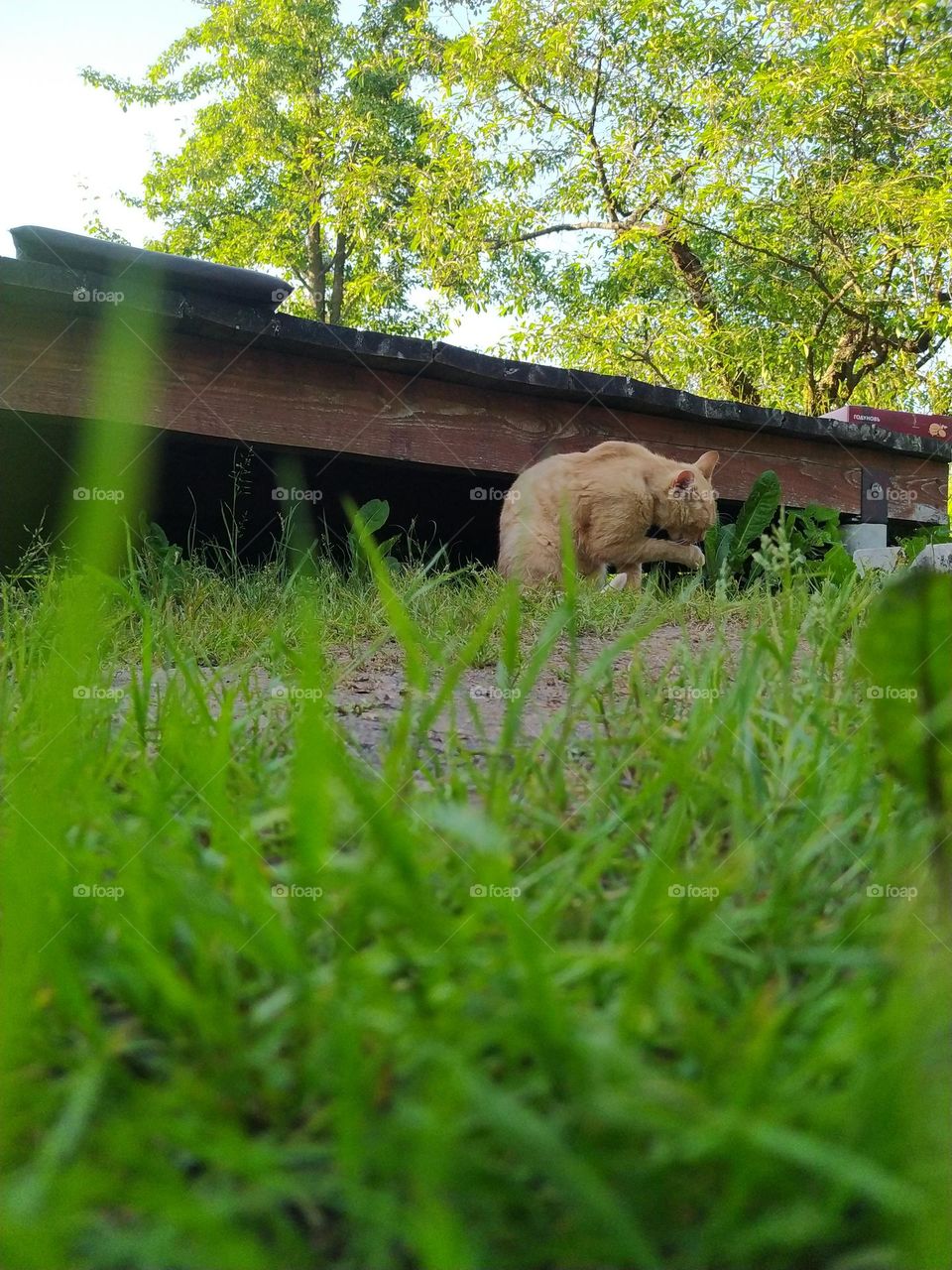 Red yard, not purebred cat in the green grass, in nature.