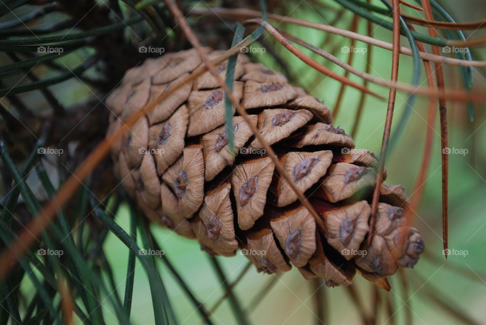 Pine cone