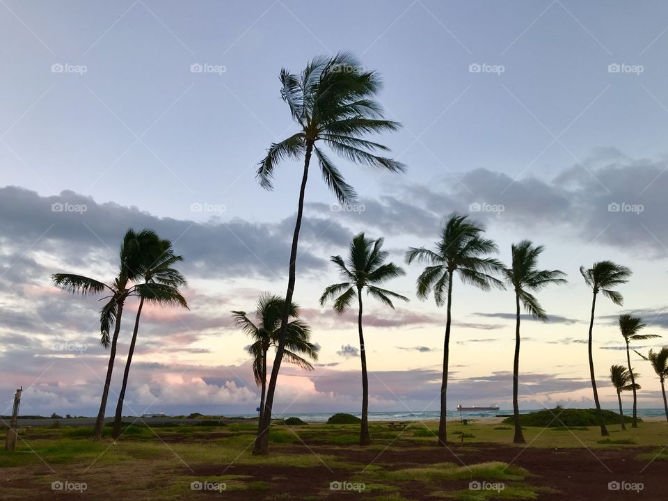 Palm trees in Hawai‘i 