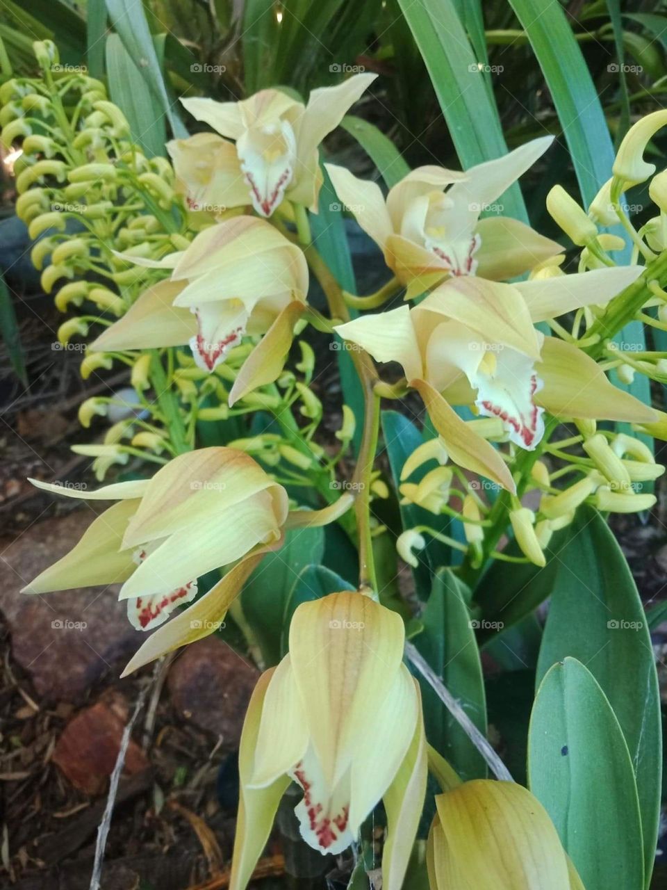 Beautiful pale cream orchids beginning to open