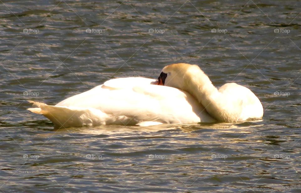 sleeping swan