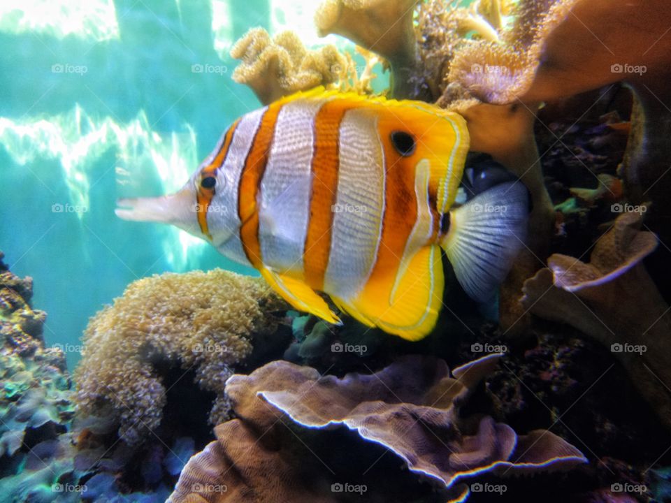 Beautiful Yellow striped fish inside the aquarium with different corals. Sea creatures.