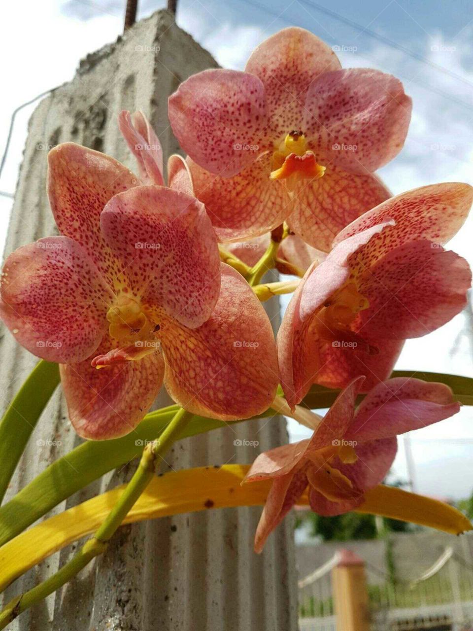 Orchids