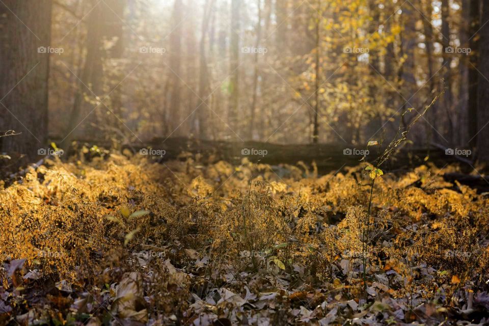 Glowing light across an autumn scape