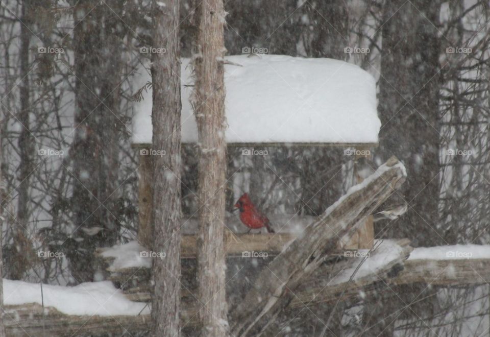 Cardinal in a Snow Storm