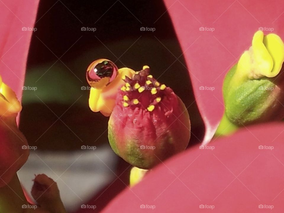 The weeping poinsettia