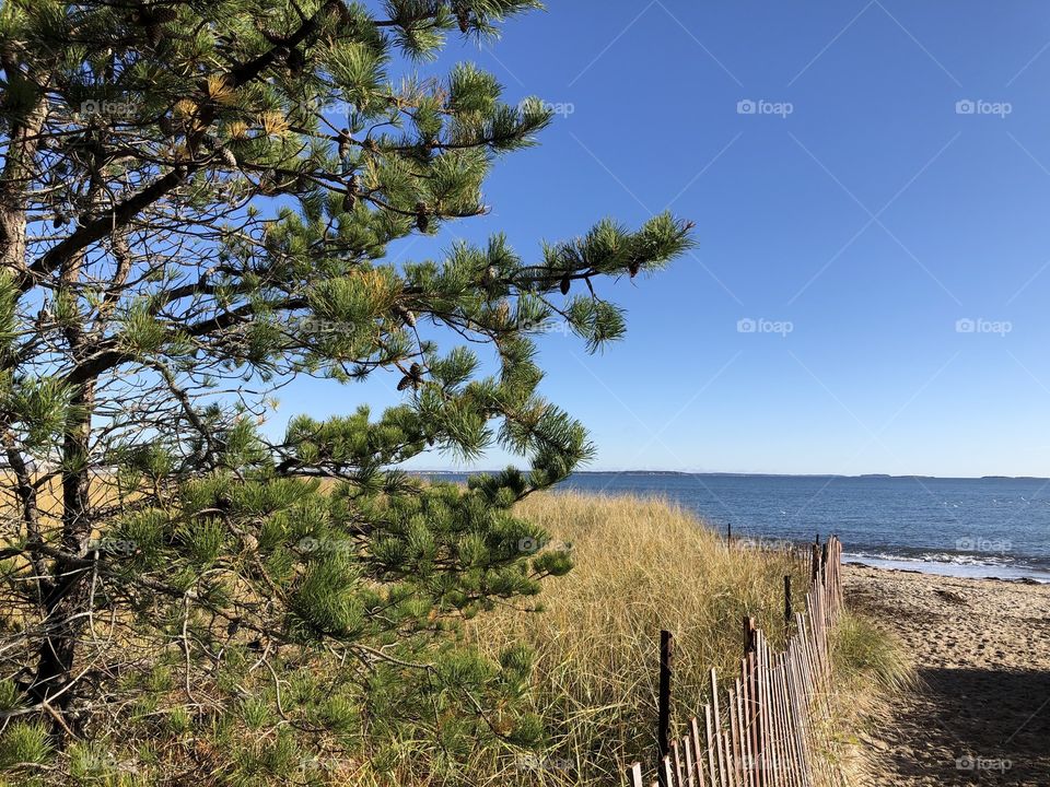 Maine Beach with Pine tree