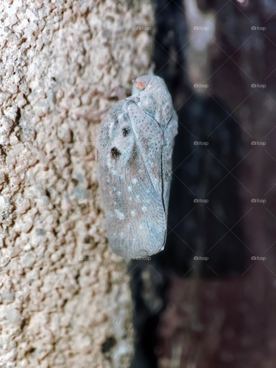 Macro photo of a moth sitting on the wall
