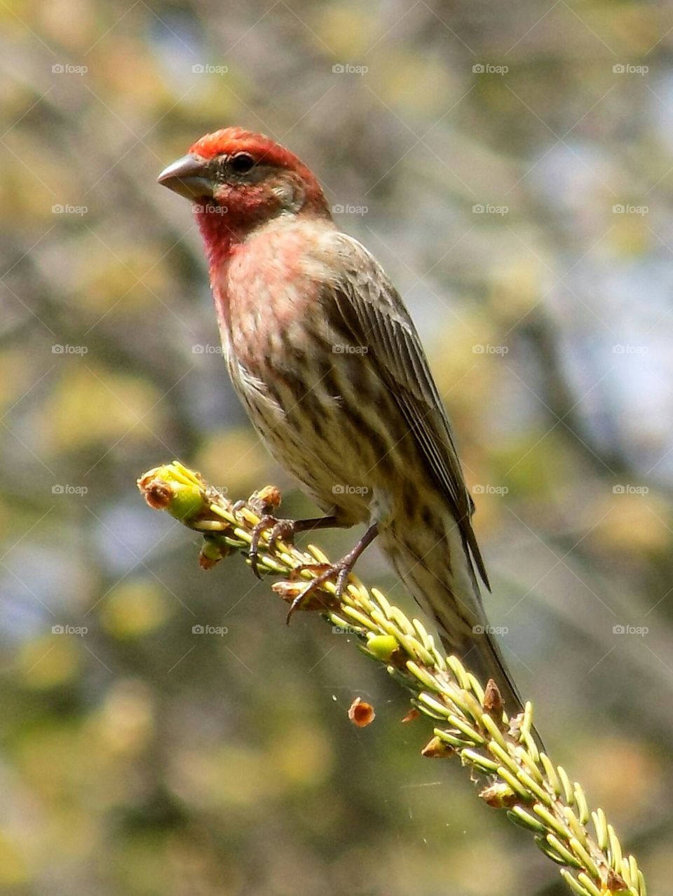 House Finch