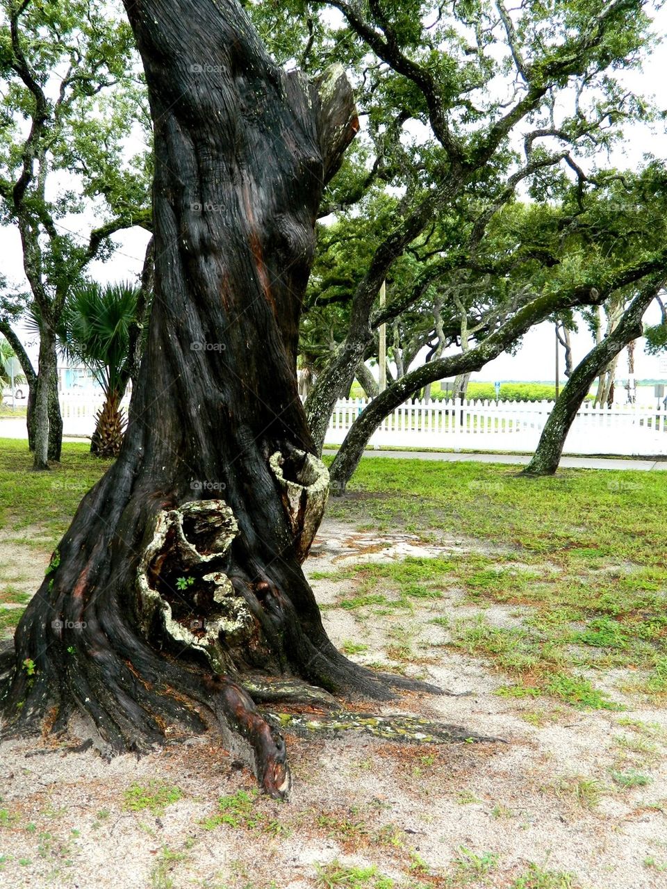 Tree. Twisted tree on the lighthouse grounds 