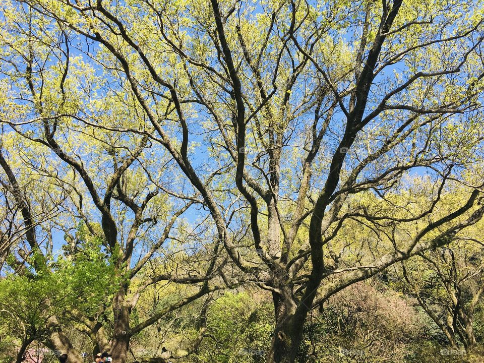 Yellow old big trees 