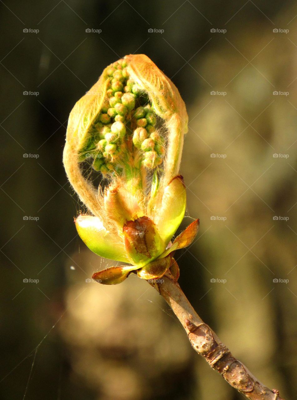 bud