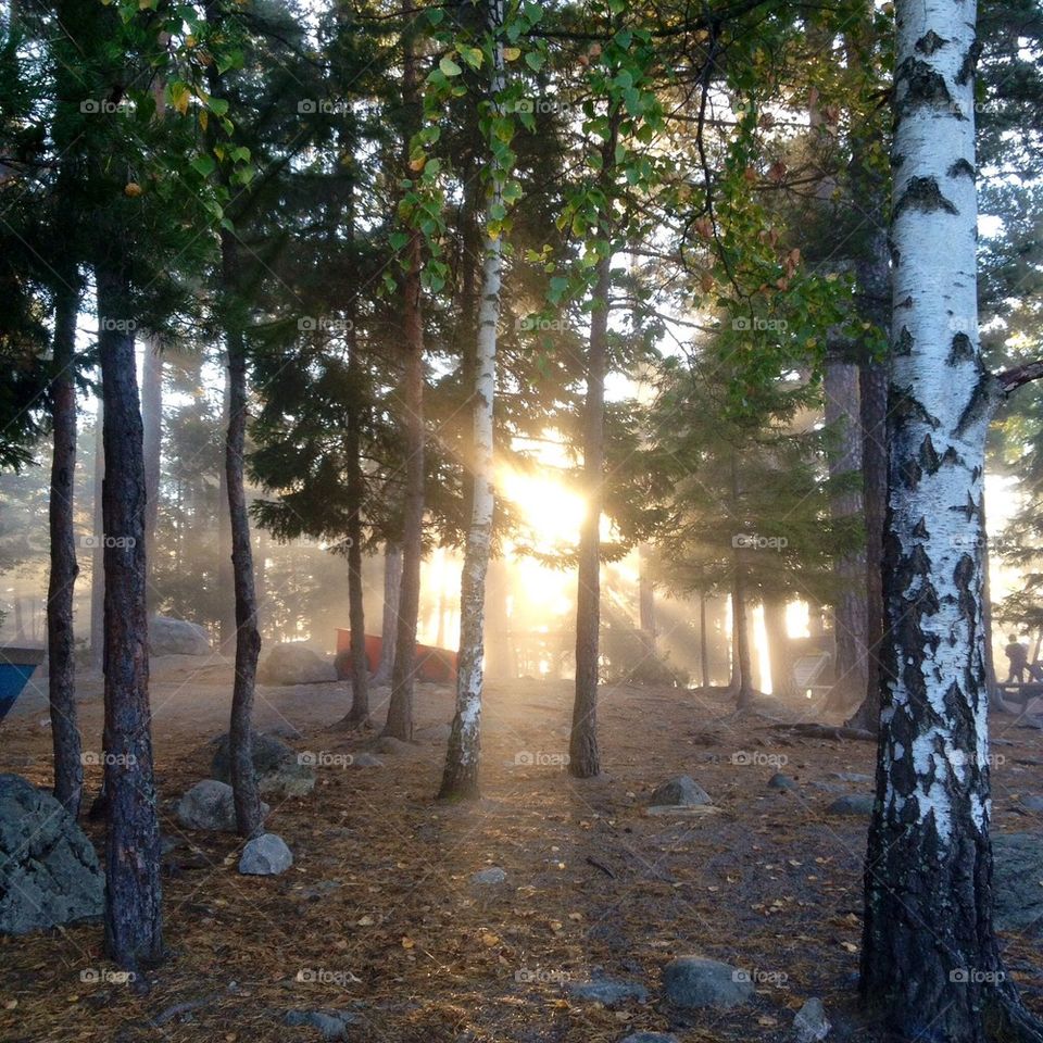 Morning sun and mist. Beech trees.