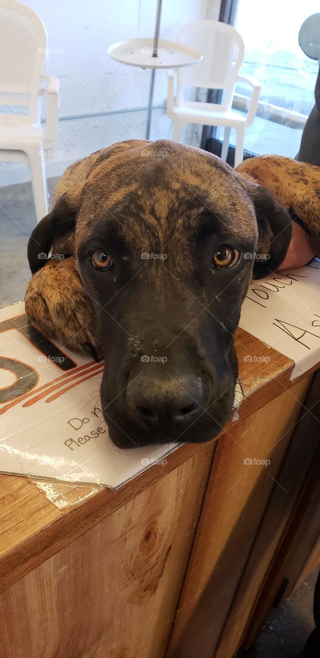 Adopted out before I could get her back. Hazel we love you and are looking for you!! <3