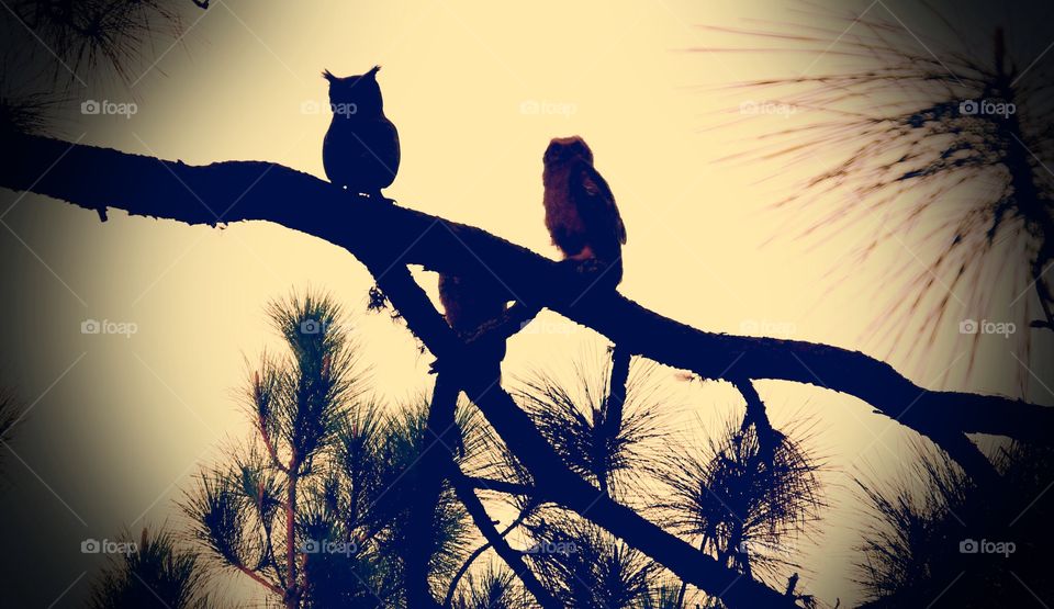 Owl and owlet sillohettes. Mother Great Horned Owl and her Owlet in sillohettes . 