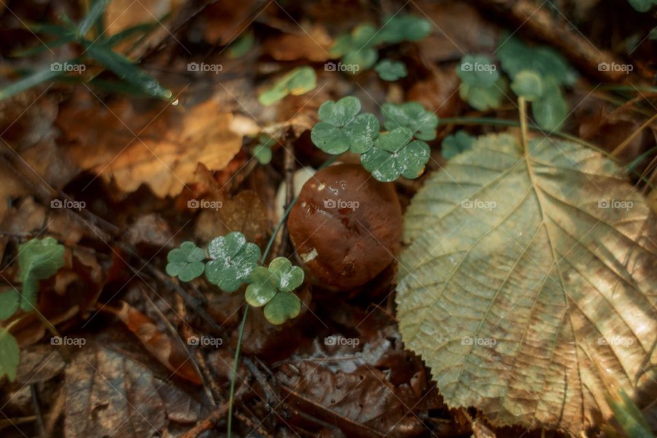 Mushrooms in a autumn sunny forest