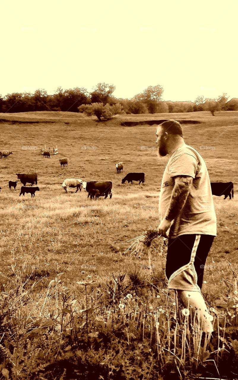man feeding cattle
