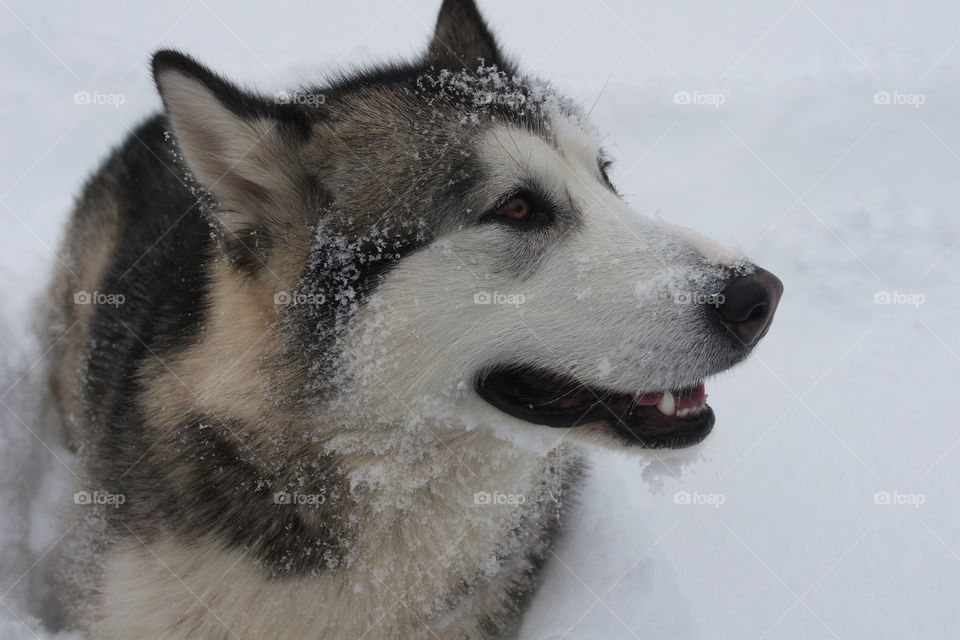 friends in winter