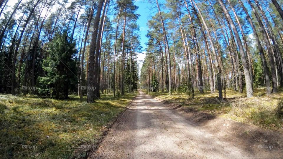 Road in a forest