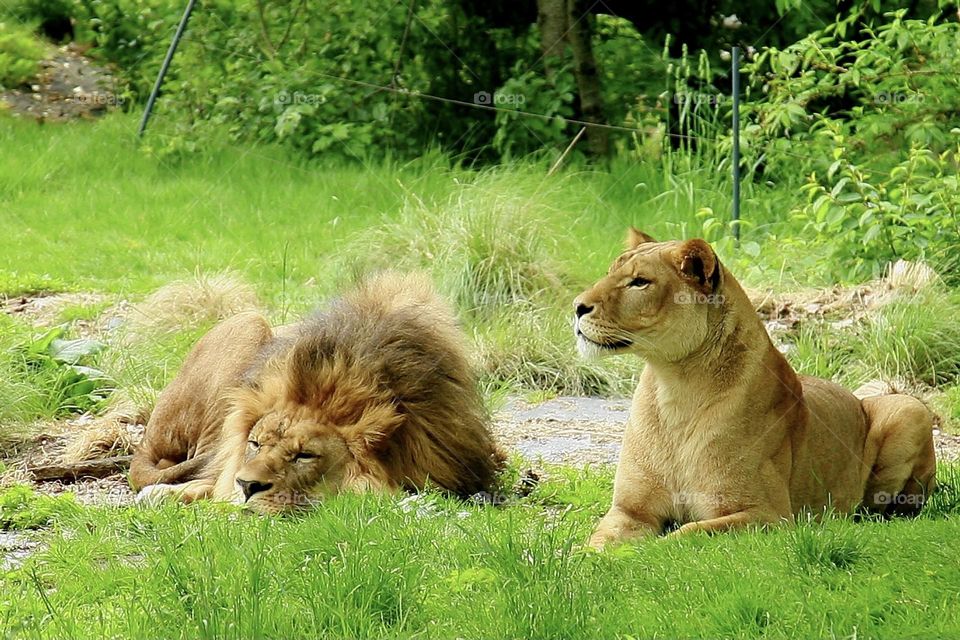 Lions 
