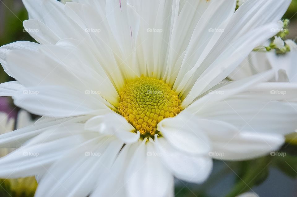 White  & Gold Flower