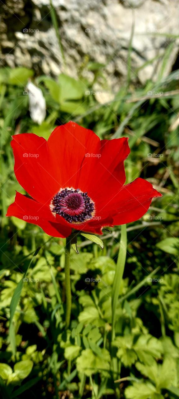 Red flowers