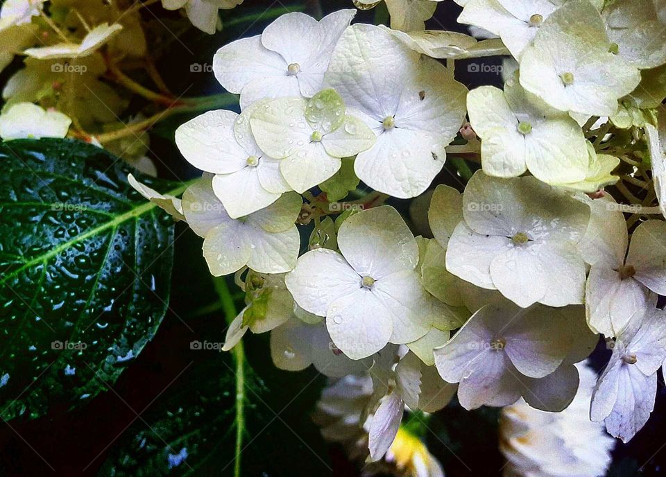 Hydrangea