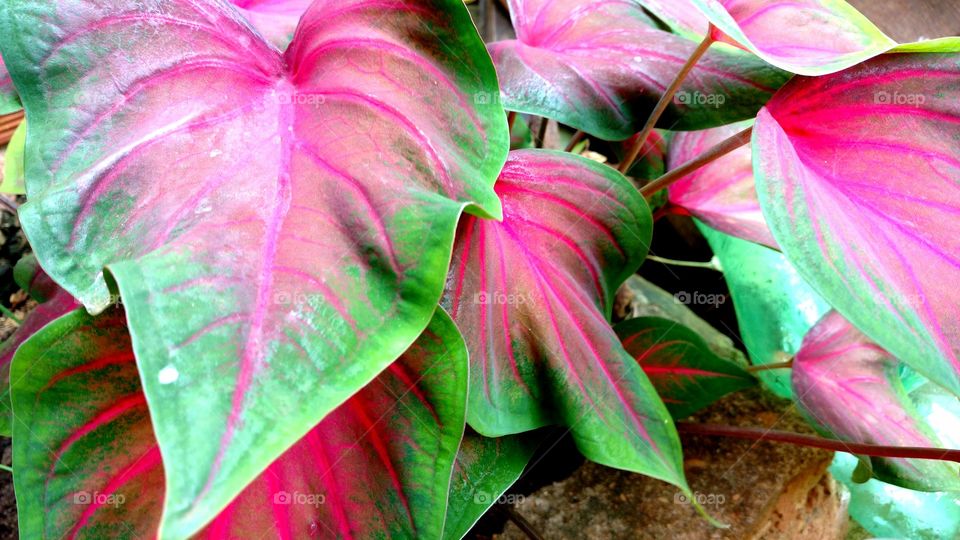 Folhas vermelhas com verde.