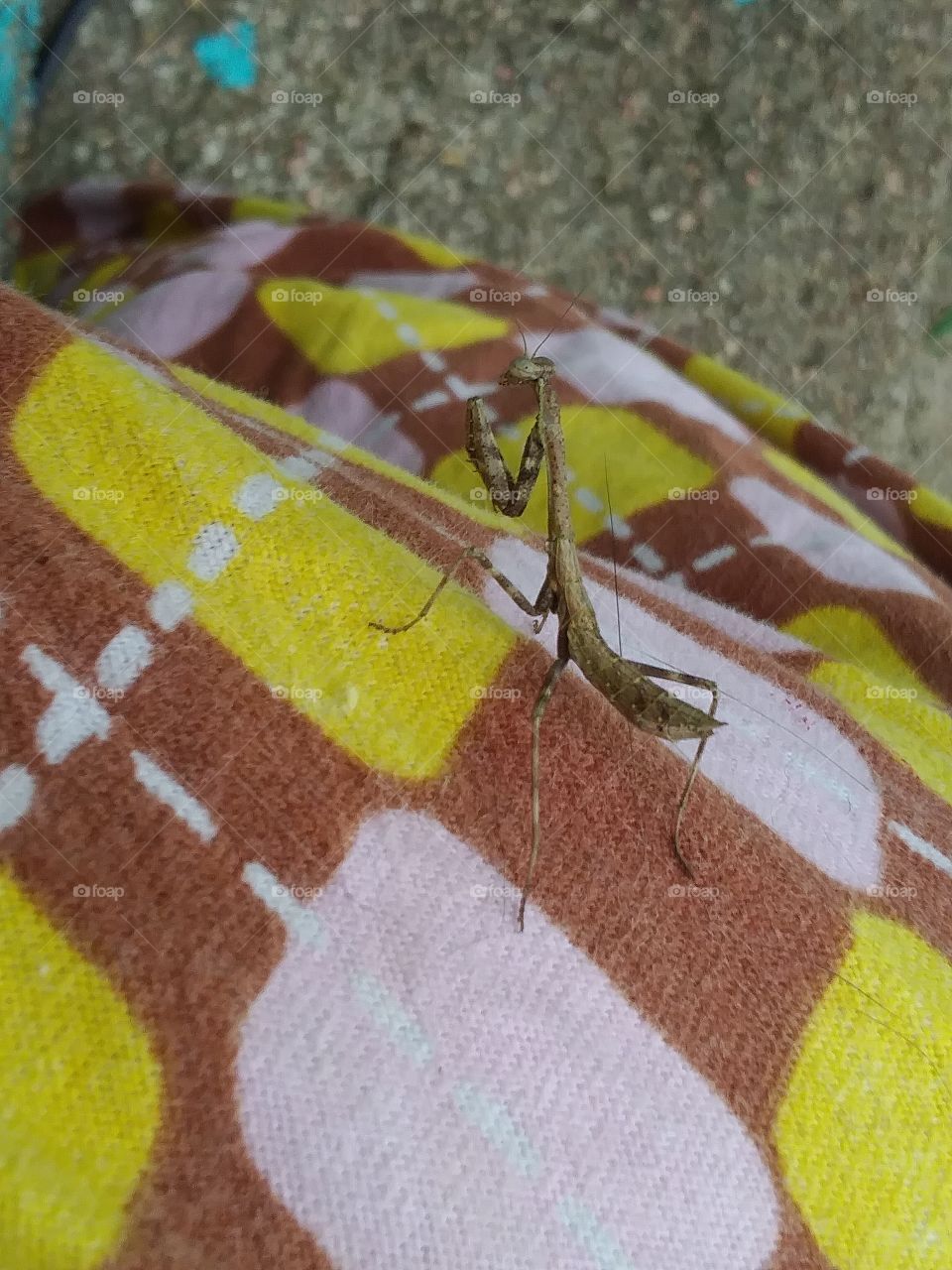 praying mantis on my pj.s