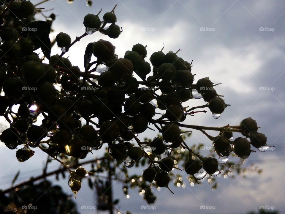Tears from the sky. drops on the leaves after rain look like tears from the sky