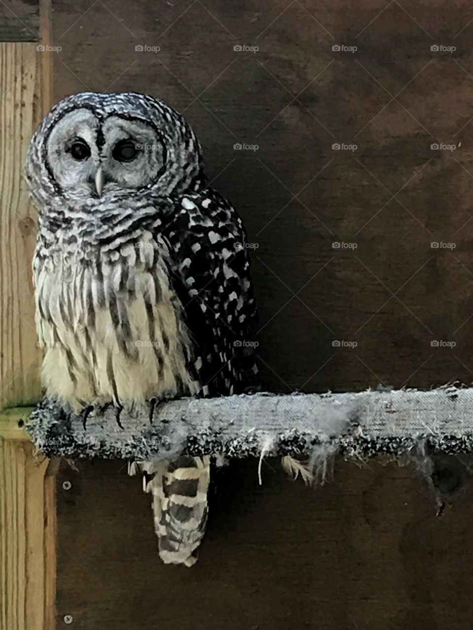 Barn owl of Ohio 