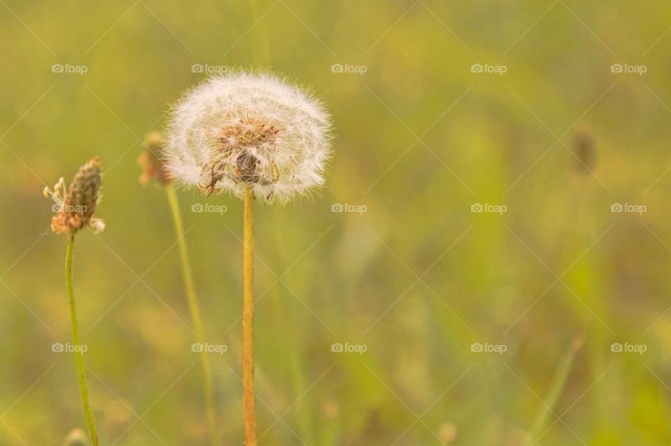 Dandelion