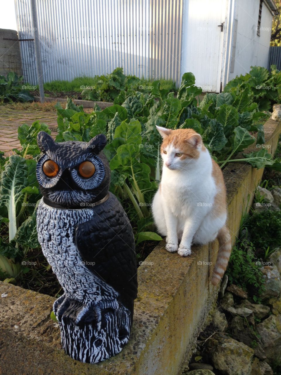Keeping an eye on the veggie garden!