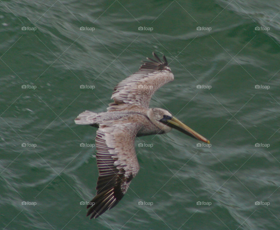 Pelican