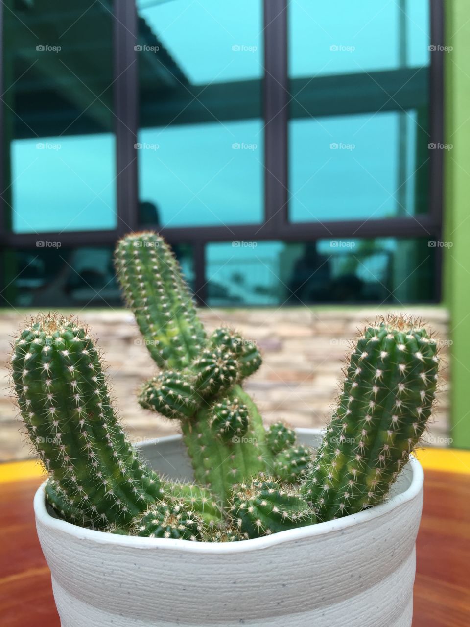 Baby Cactus
