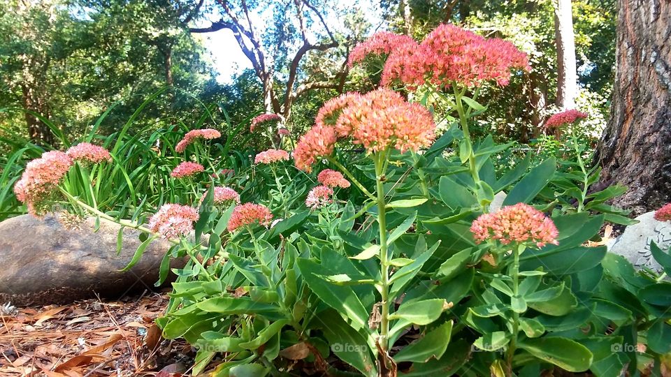 garden flowers in the fall