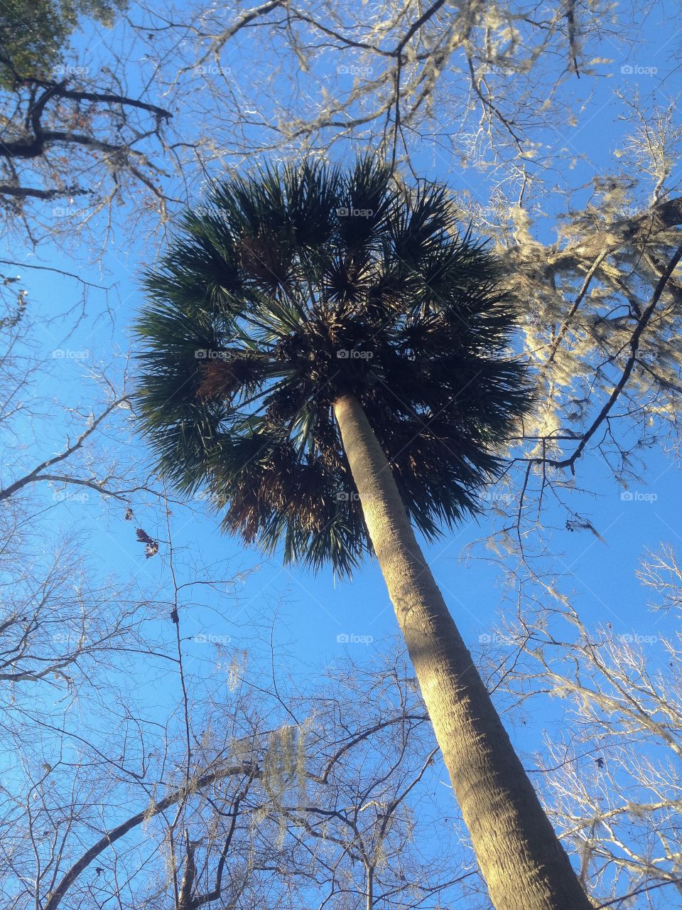 Towering Palm, against the sky. 