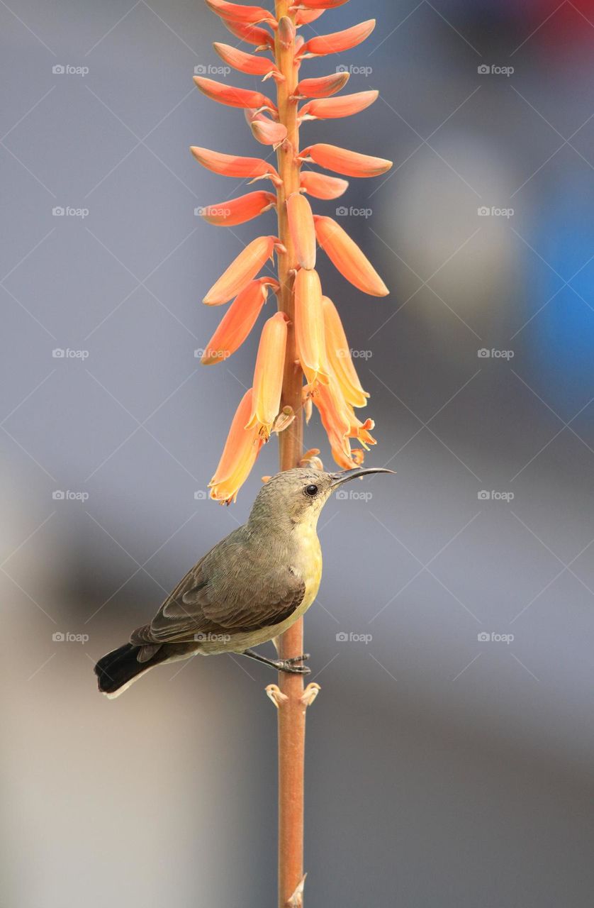 yellow sunbird on aloe vera flower