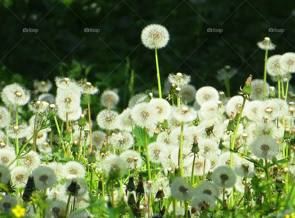 Dandelion Kulbabа
