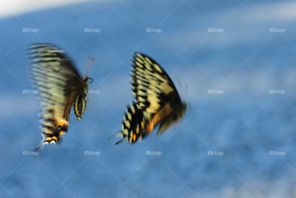 play butterflies chase mating by lightanddrawing