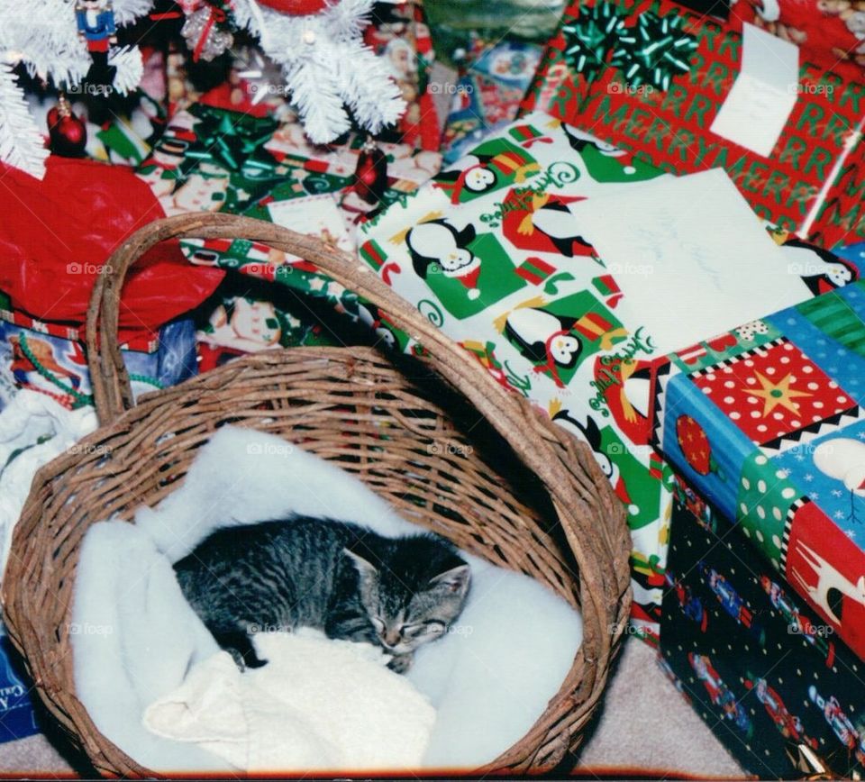 Tabby kitten under Christmas tree